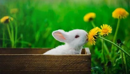 开云娱乐官网-曼联锋线连线默契，红魔军团力争欧冠，曼联球迷叫红魔